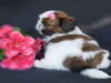 Photo №2 to announcement № 56462 for the sale of shih tzu - buy in Finland private announcement