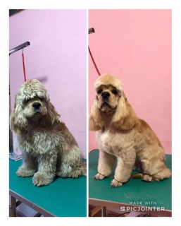 Additional photos: Grooming dogs and cats