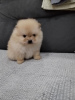 Photo №2 to announcement № 82704 for the sale of pomeranian - buy in Serbia breeder