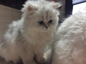 Photo №4. I will sell persian cat in the city of Wégifa. breeder - price - 1335$