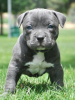 Photo №1. american pit bull terrier - for sale in the city of Stockholm | negotiated | Announcement № 113173