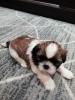 Photo №4. I will sell lhasa apso, shih tzu in the city of Kaunas. private announcement, from nursery, breeder - price - 634$