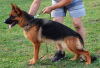 Photo №2 to announcement № 115124 for the sale of german shepherd - buy in Serbia breeder