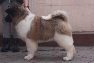 Additional photos: american akita longhaired girl and boy