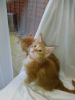 Photo №3. Healthy Main Coon kittens with pedigree for Adoption now. Germany