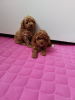 Photo №3. toy poodle. Russian Federation