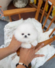 Photo №1. pomeranian - for sale in the city of London | 581$ | Announcement № 71162