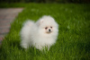 Photo №1. pomeranian - for sale in the city of Leipzig | 280$ | Announcement № 119137