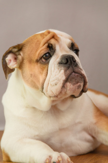 Photo №1. english bulldog - for sale in the city of Rostov-on-Don | negotiated | Announcement № 1604
