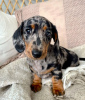 Photo №4. I will sell dachshund in the city of Rome. breeder - price - 423$