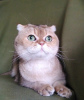 Photo №1. scottish fold - for sale in the city of Москва | Is free | Announcement № 83134