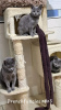 Photo №1. chartreux - for sale in the city of Paris | negotiated | Announcement № 123145