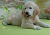 Photo №3. Golden retriver puppy. Ukraine