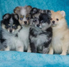 Photo №1. pomeranian - for sale in the city of Berlin | 845$ | Announcement № 73722