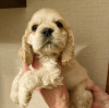 Photo №3. Luxurious American Cocker Spaniel puppy. Russian Federation