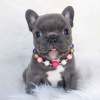 Photo №1. french bulldog - for sale in the city of Cologne | negotiated | Announcement № 64568