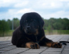 Additional photos: Tibetan Mastiff puppies