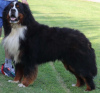 Additional photos: Bernese Mountain Dog