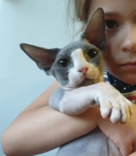 Photo №2 to announcement № 5496 for the sale of sphynx-katze - buy in Belarus from nursery