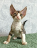 Photo №2 to announcement № 11100 for the sale of devon rex - buy in Russian Federation private announcement