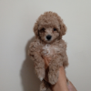 Photo №2 to announcement № 57224 for the sale of poodle (toy) - buy in Ukraine 