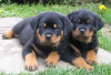 Photo №1. rottweiler - for sale in the city of Aschaffenburg | Is free | Announcement № 120504