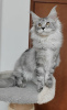 Photo №1. maine coon - for sale in the city of Minnesota City | negotiated | Announcement № 112461