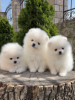 Photo №4. I will sell pomeranian in the city of Leipzig. private announcement - price - 380$