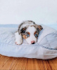 Photo №1. australian shepherd - for sale in the city of Мадрид | 300$ | Announcement № 109668