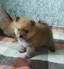 Photo №4. I will sell pomeranian in the city of Minsk. breeder - price - 208$