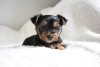 Photo №4. I will sell yorkshire terrier in the city of Pfaffenhofen an der Ilm. private announcement, breeder - price - 370$