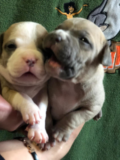 Photo №3. American bull puppies. Ukraine