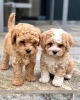 Photo №1. labradoodle - for sale in the city of Berlin | Is free | Announcement № 95856