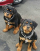 Photo №1. rottweiler - for sale in the city of Alor Setar | Is free | Announcement № 38354