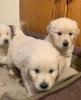 Photo №3. 3 Golden Retriever Puppies for Sale in Germany. Germany