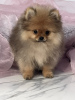 Additional photos: Pomeranian Spitz puppies