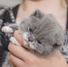 Photo №4. I will sell british shorthair in the city of Berlin. from nursery - price - 269$