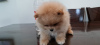 Photo №2 to announcement № 10741 for the sale of pomeranian - buy in Israel private announcement