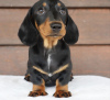 Photo №4. I will sell dachshund in the city of New York. private announcement, breeder - price - 300$