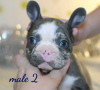 Photo №1. french bulldog - for sale in the city of Minsk | 1500$ | Announcement № 8293