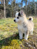 Photo №3. Pomsky by Pomeranian and Husky. Germany