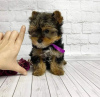 Photo №1. yorkshire terrier - for sale in the city of Montreal | 500$ | Announcement № 103604