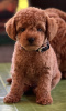 Additional photos: Miniature poodle puppies