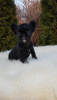 Photo №2 to announcement № 97739 for the sale of french bulldog - buy in Germany private announcement