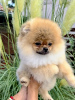 Photo №3. Pomeranian puppies of the highest pedigree. Serbia