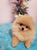 Photo №1. pomeranian - for sale in the city of Krivoy Rog | 1000$ | Announcement № 9299