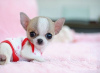 Photo №1. chihuahua - for sale in the city of Berlin | 158$ | Announcement № 97830