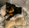 Photo №1. yorkshire terrier - for sale in the city of Качканар | 317$ | Announcement № 13061