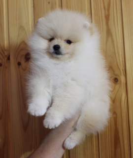 Photo №3. Very beautiful boy Pomeranian Spitz.. Russian Federation
