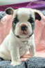 Photo №1. french bulldog - for sale in the city of Helsinki | Is free | Announcement № 93030